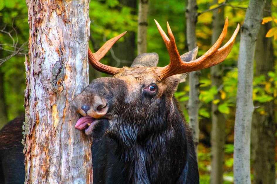 image from The Complete VoIP Glossary: Every Term Your Business Needs to Know